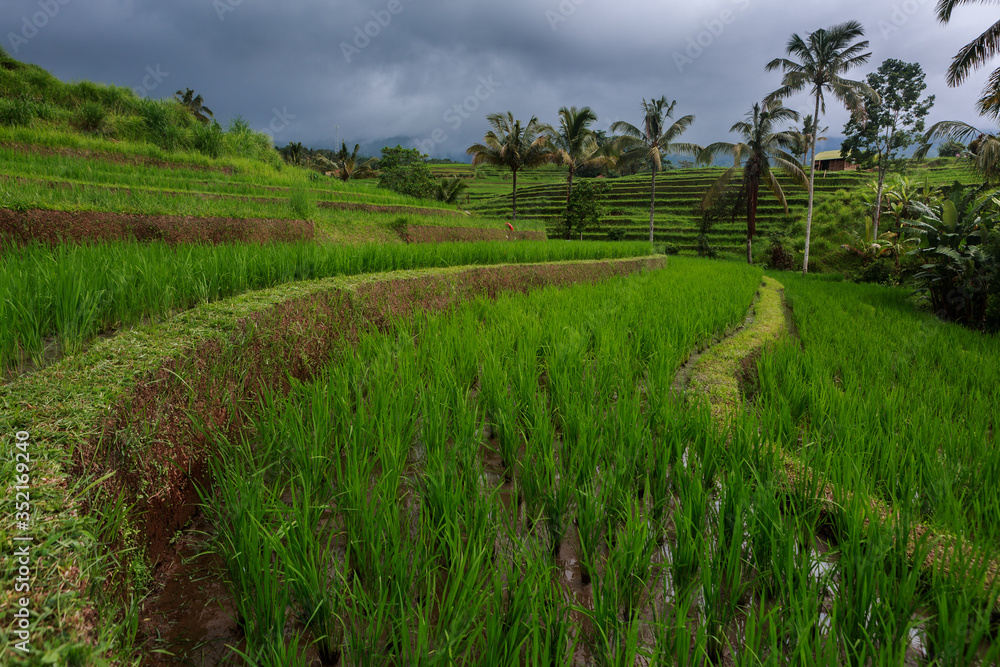 Rice terraces in moody ,rainy weather in Bali / Indonesia