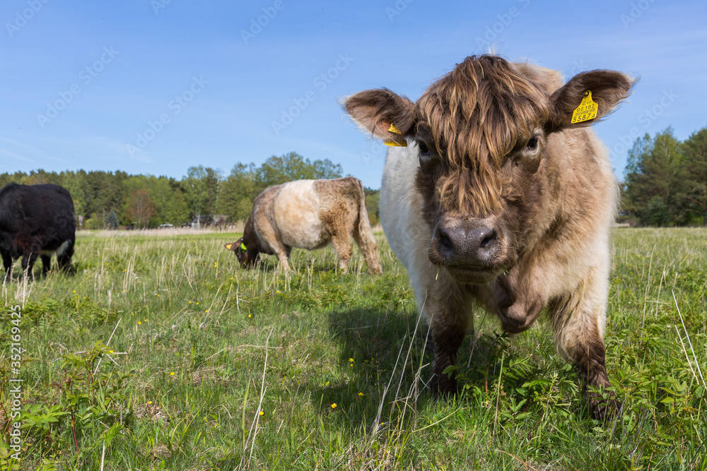 City Bolderaja, Latvia. Scottish longhaired cows graze in a meadow.