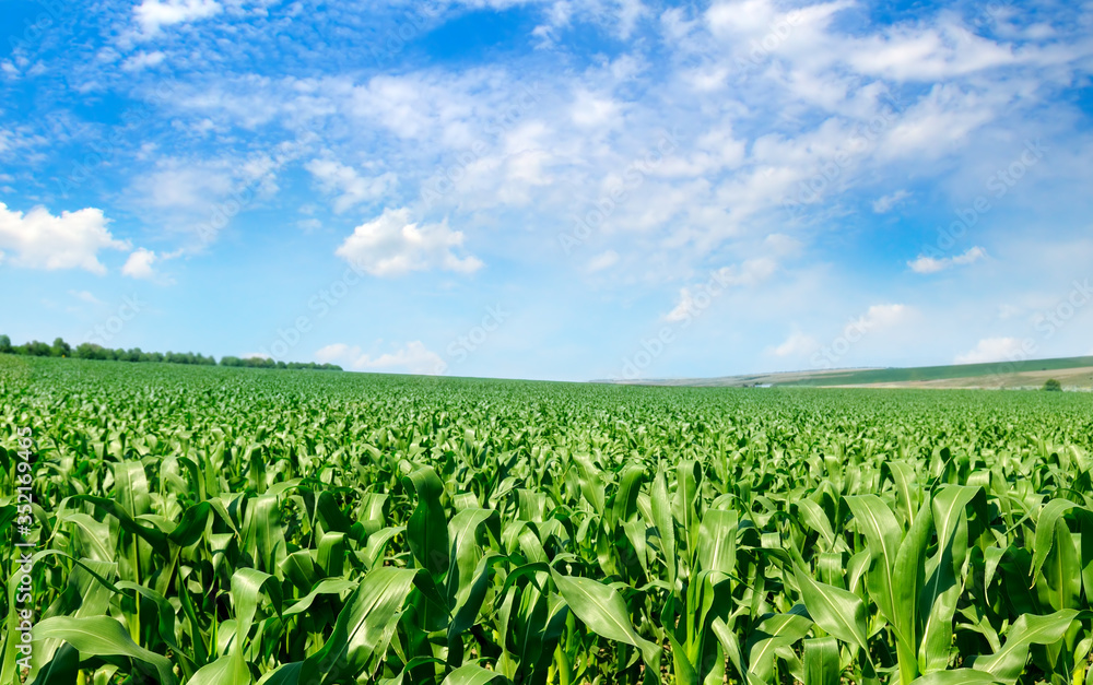 Green corn field and bright blue sky.