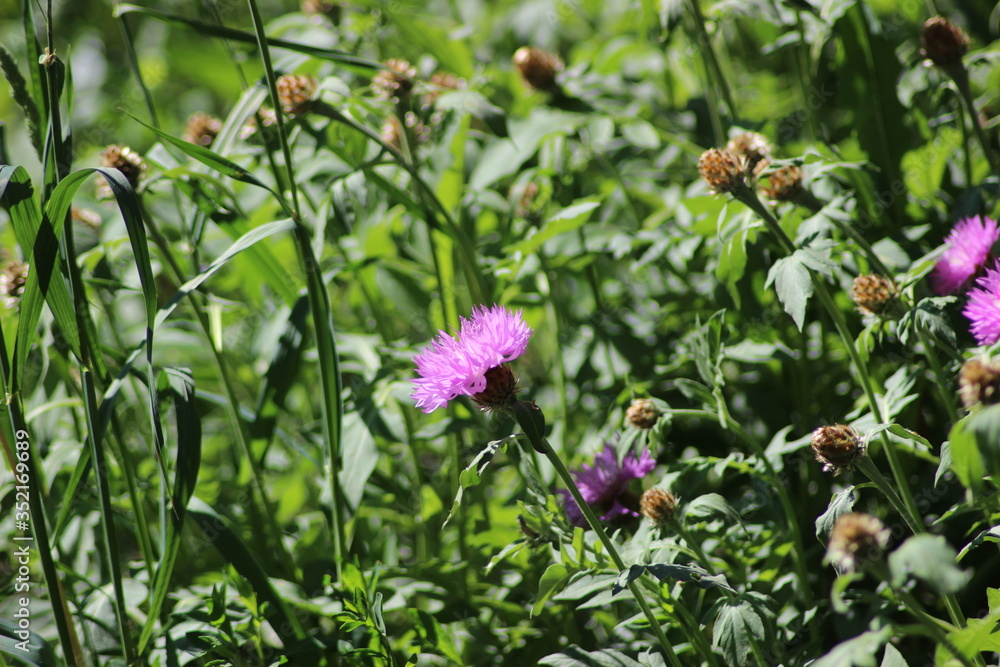 pink flowers in the garden pink flowers in the garden