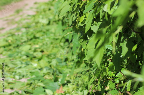 green grass in the garden