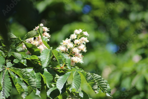 green fern leaves