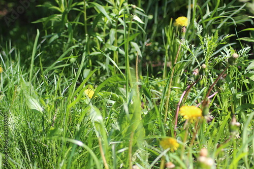 yellow spring flowers