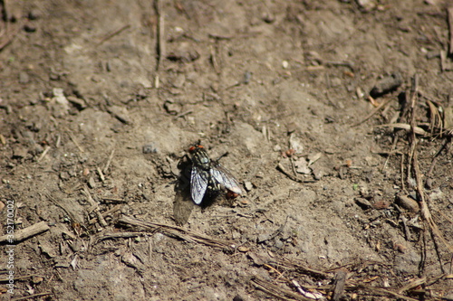 ants on the ground