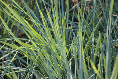 green grass in the wind