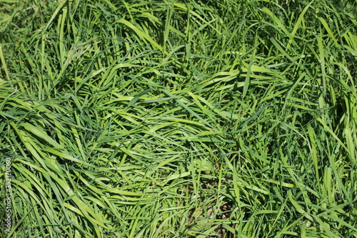 green grass texture