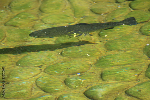 frog in the water