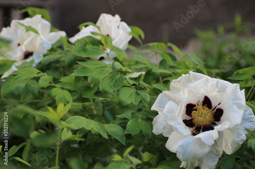 white flowers in the garden