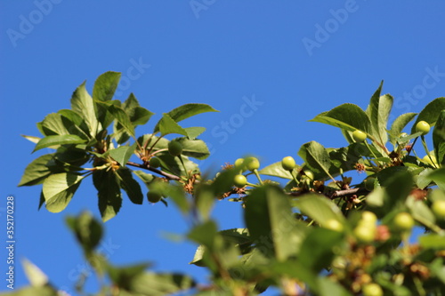 green leaves against blue sky
