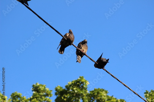 vulture in the sky