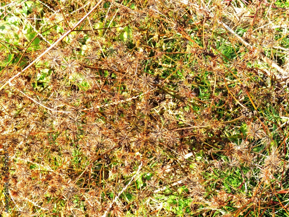 日本の田舎の風景 12月 引っ付き虫 センダングサの種子 日本の田舎の風景 12月 引っ付き虫 センダングサの種子