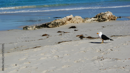 Yellow Peak Seagull in Shore alone