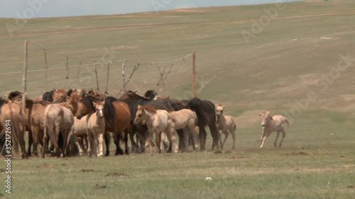 Wallpaper Mural Mongolian landscapes and heatlands with wild horses and shamanic sanctuaries. Torontodigital.ca