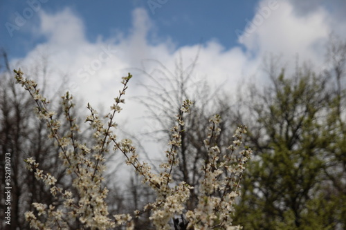 grass and sky