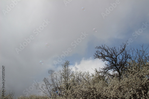 fog over the forest