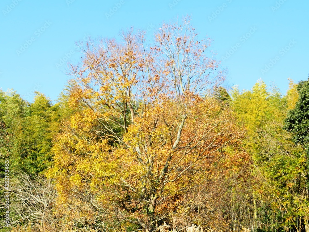 日本の田舎の風景　12月　黄葉　山の木々　榎