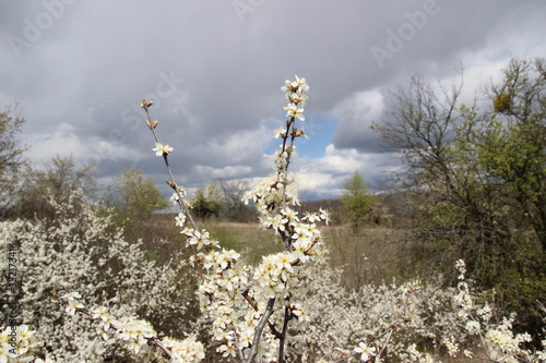 wild flowers in the mountains