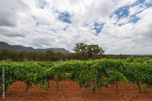 A picturesque vineyard provides raw materials for famous wines, Hunter Valley, New South Wales, Australia