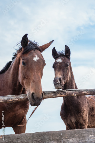 Mama Mare and foal  horse farm  brown horses