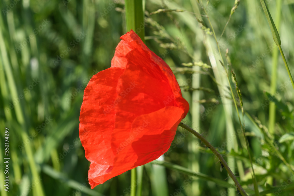 Einzelne Klatschmohn Blüte in der Wiese Einzelne Klatschmohn Blüte in der Wiese
