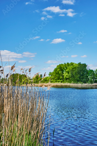 Blue and cloudy sky over a lake in the near of Sperenberg  Germany. The focus lies on the reeds in the foreground.