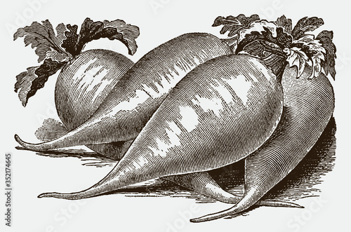 Four white, tapering radishes randomly arranged on the ground, after a historical engraving from the early 20th century
