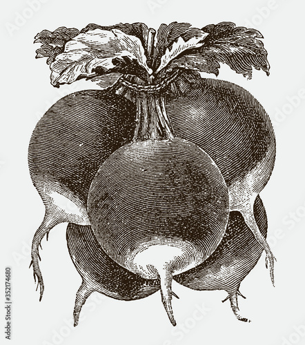 Bunch of five red, white tip radishes, after vintage engraving from early 20th century