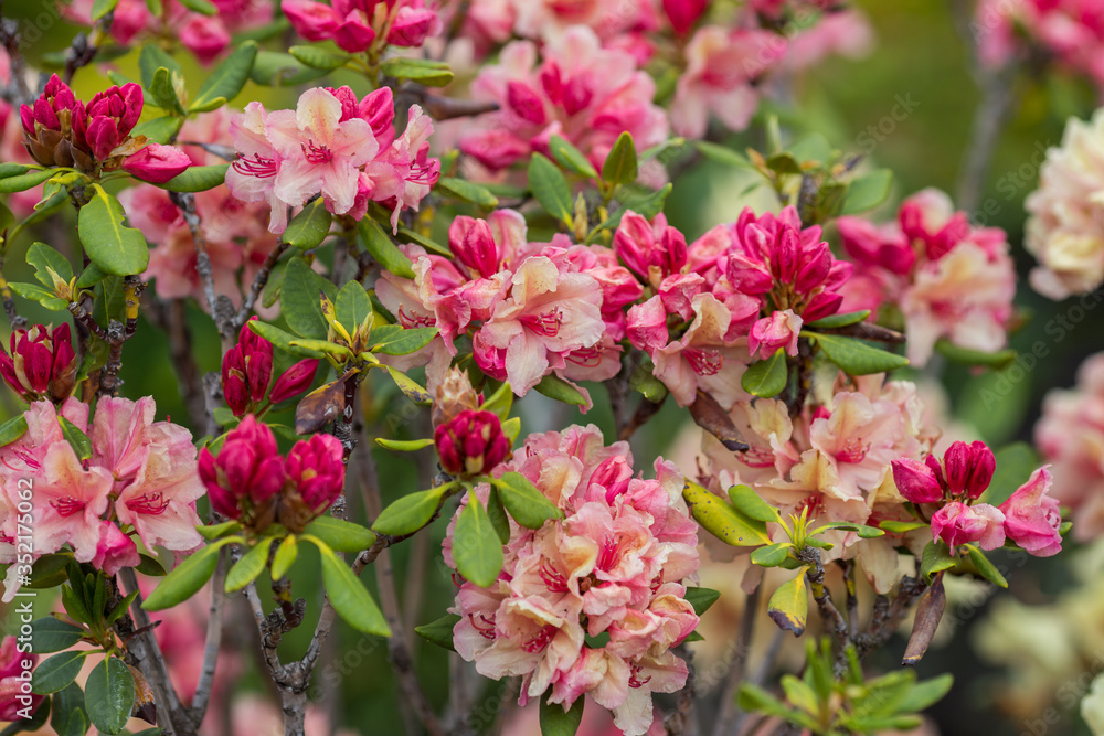 
Rhododendron bush red-orange in the flowering period close-up.