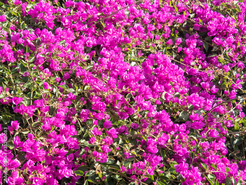 Pink bougainvillea in a garden Pink bougainvillea in a garden