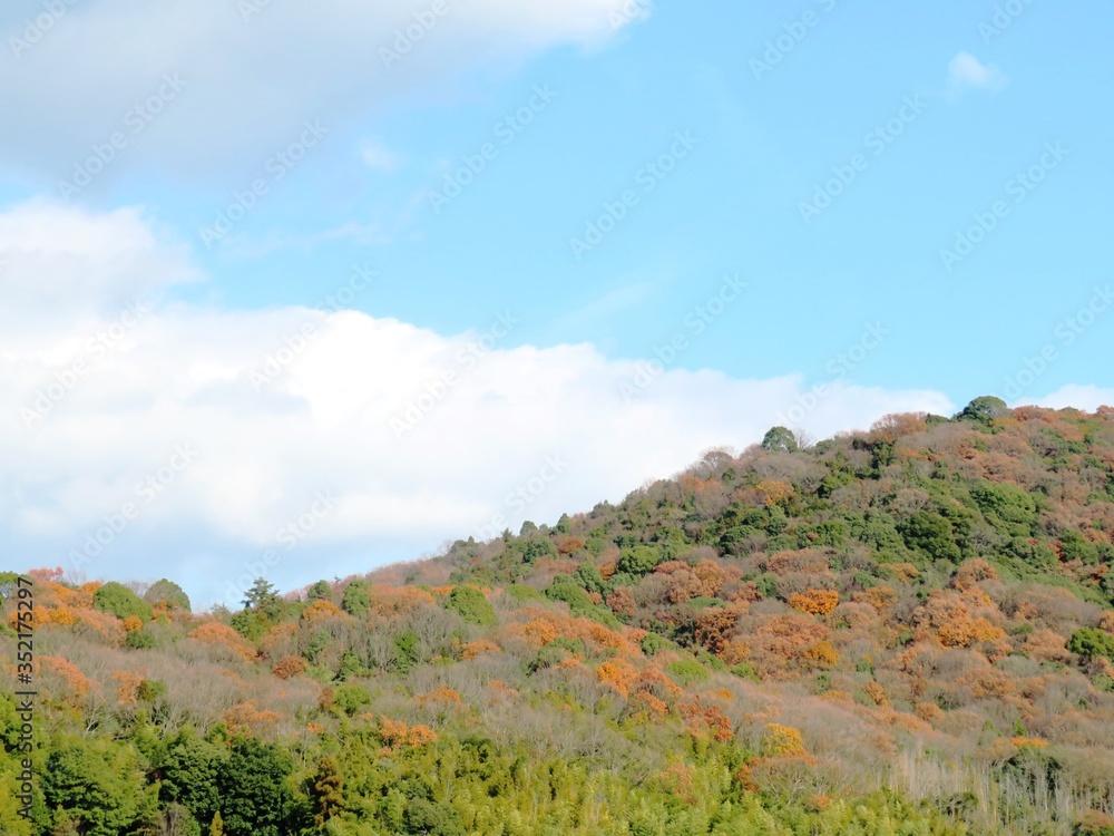 日本の田舎の風景　12月　初冬の山の木々　裸木と青空