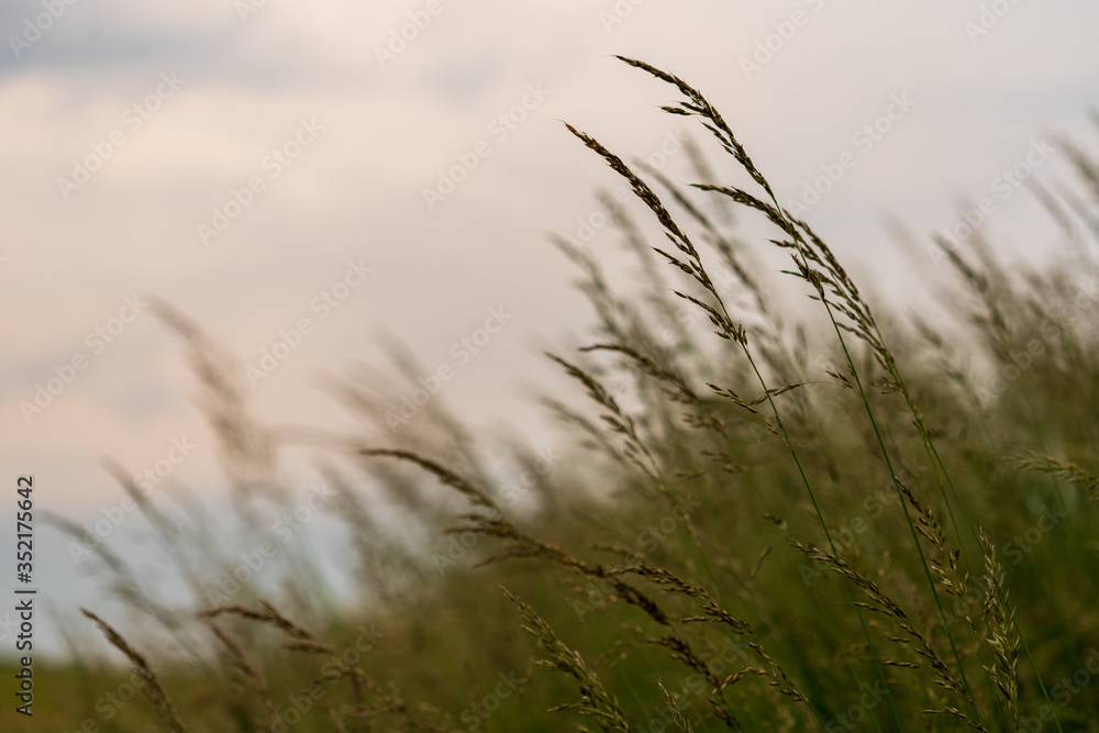 Fototapeta premium Gräser am frühen Abend