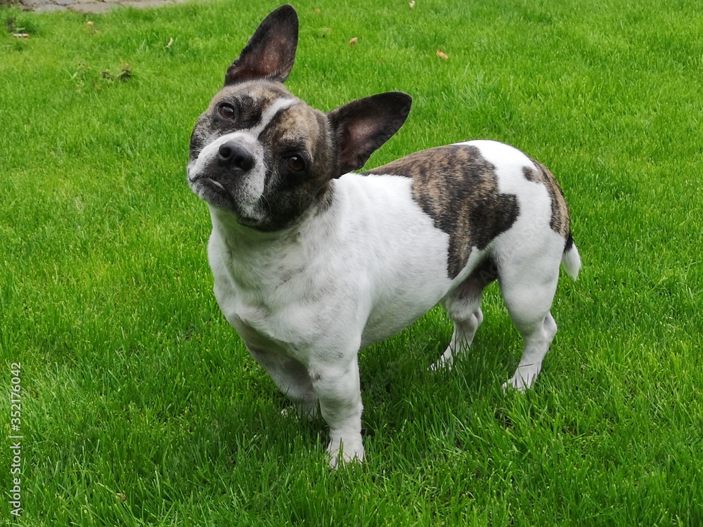Chibull is standing in the grass and looks straight into the camera. Cross between French bulldog and chihuahua.