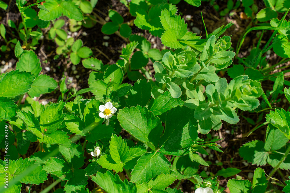 flowering strawberries. green spring background flowering strawberries. green spring background