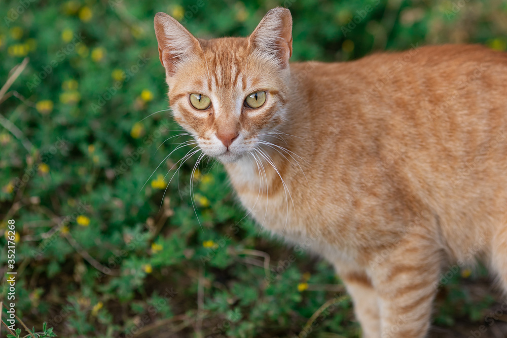 Fototapeta premium cat, kitten, animal, pet, cute, feline, domestic, portrait, eyes, fur, tabby, pets, white, adorable, mammal, kitty, animals, small, young, looking, eye, cats, nature, baby, whiskers