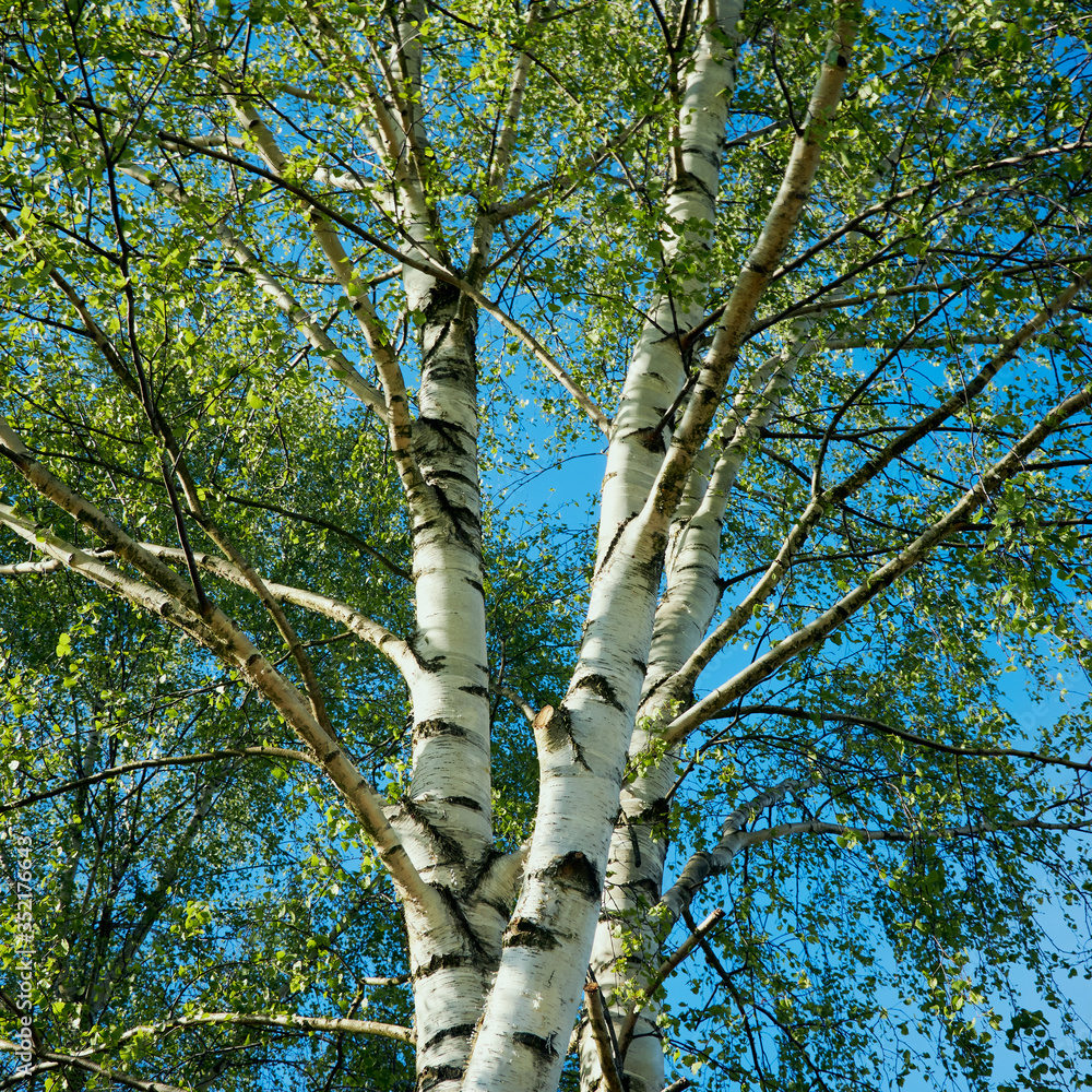 Fototapeta premium birch trees in spring in the background of the blue sky