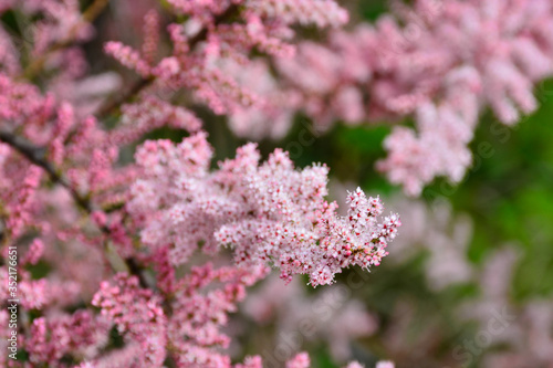 Beautiful, delicate flowers on a blossomed shrub in the forest