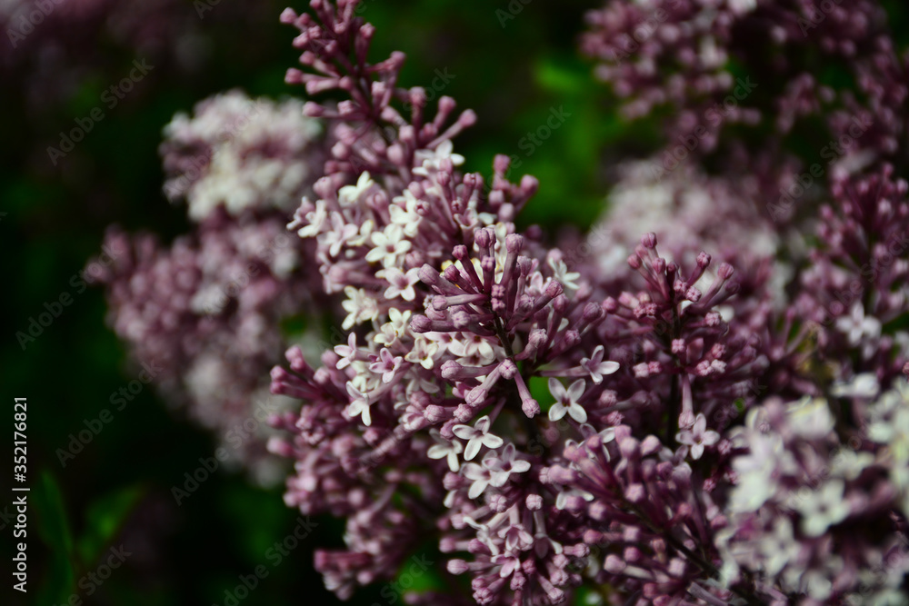 Tender and beautiful lilacs bloomed on a sunny and warm day