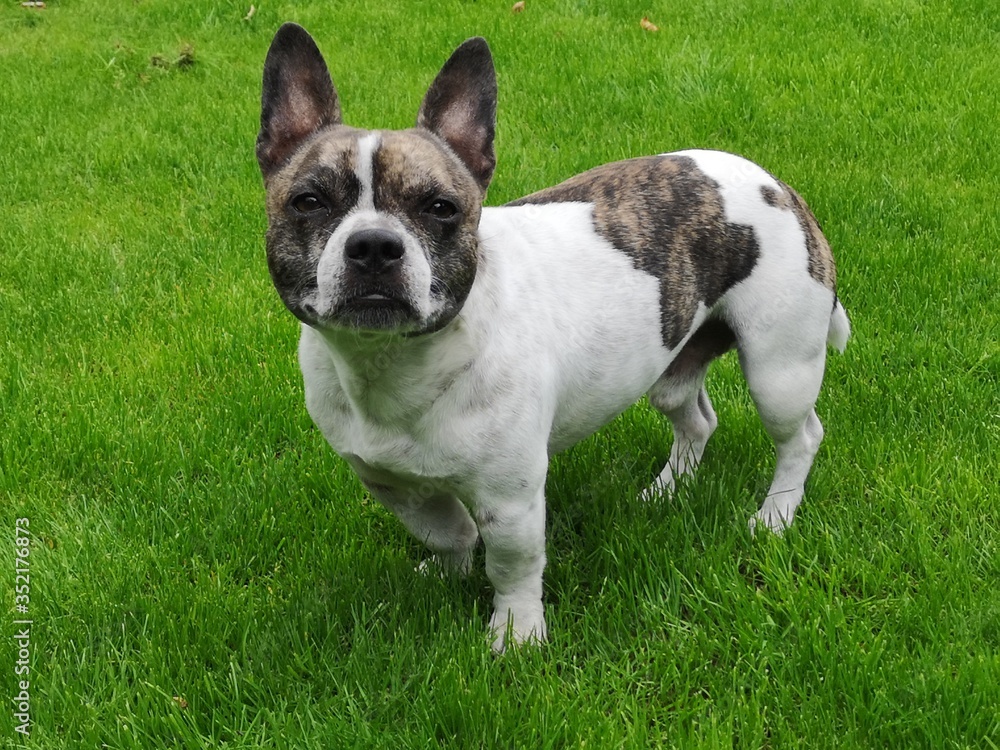 Chibull is standing in the grass, cross between French bulldog and chihuahua.