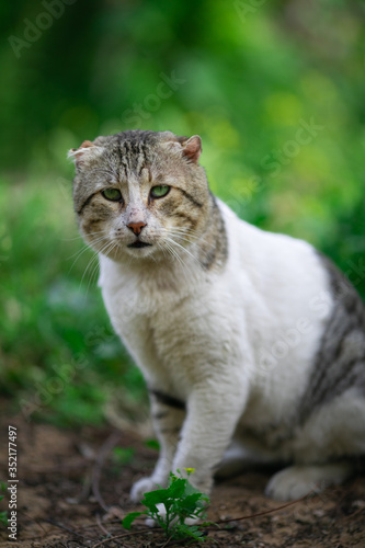 cat, kitten, animal, pet, cute, feline, domestic, portrait, eyes, fur, tabby, pets, white, adorable, mammal, kitty, animals, small, young, looking, eye, cats, nature, baby, whiskers