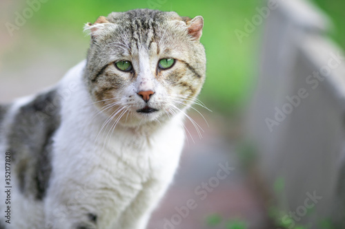 cat, kitten, animal, pet, cute, feline, domestic, portrait, eyes, fur, tabby, pets, white, adorable, mammal, kitty, animals, small, young, looking, eye, cats, nature, baby, whiskers