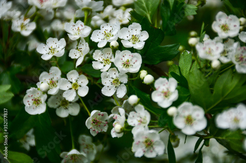 Beautiful, delicate flowers on a blossomed shrub in the forest