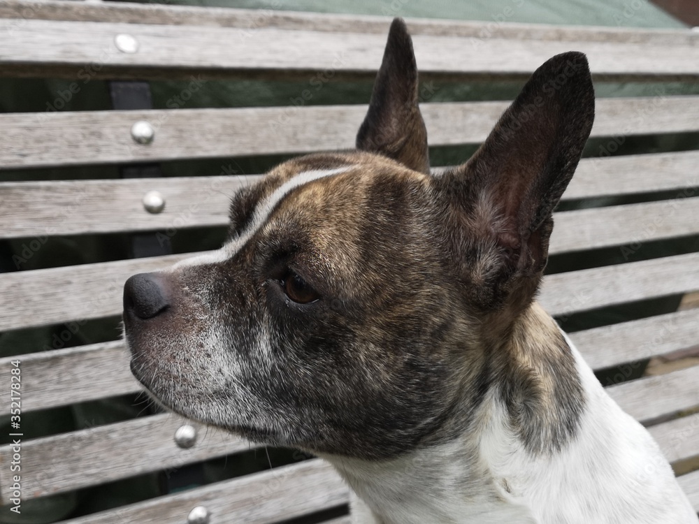 The head of the side of a Chibull, cross between French bulldog and chihuahua.