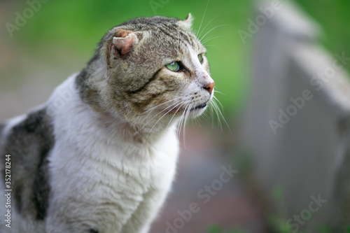 cat, kitten, animal, pet, cute, feline, domestic, portrait, eyes, fur, tabby, pets, white, adorable, mammal, kitty, animals, small, young, looking, eye, cats, nature, baby, whiskers