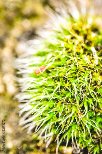 close up of a green moss
