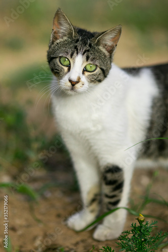 cat, kitten, animal, pet, cute, feline, domestic, portrait, eyes, fur, tabby, pets, white, adorable, mammal, kitty, animals, small, young, looking, eye, cats, nature, baby, whiskers