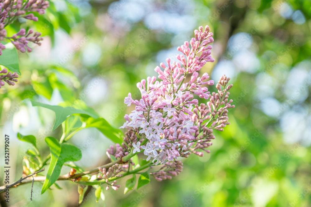 Lilac blossom in sunny spring may day. Background image with space for text Lilac blossom in sunny spring may day. Background image with space for text
