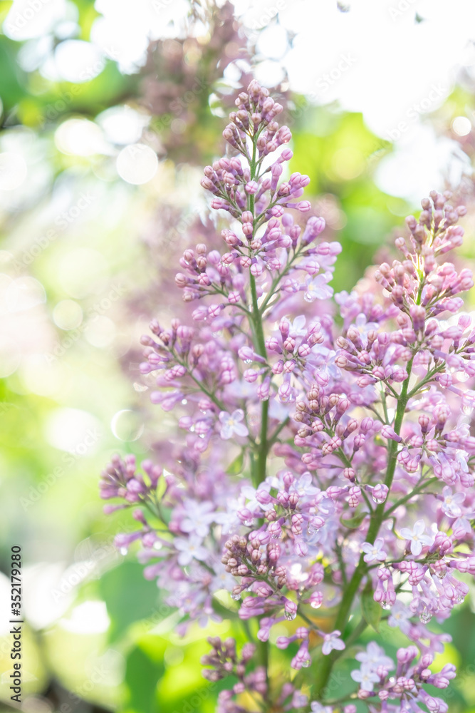 Fototapeta premium Lilac blossom in sunny spring may day. Background image with space for text