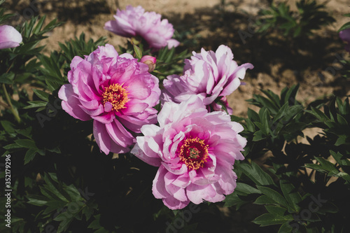 Fototapeta Naklejka Na Ścianę i Meble -  Beautiful fresh First Arrival purple peony flower in full bloom in the garden.