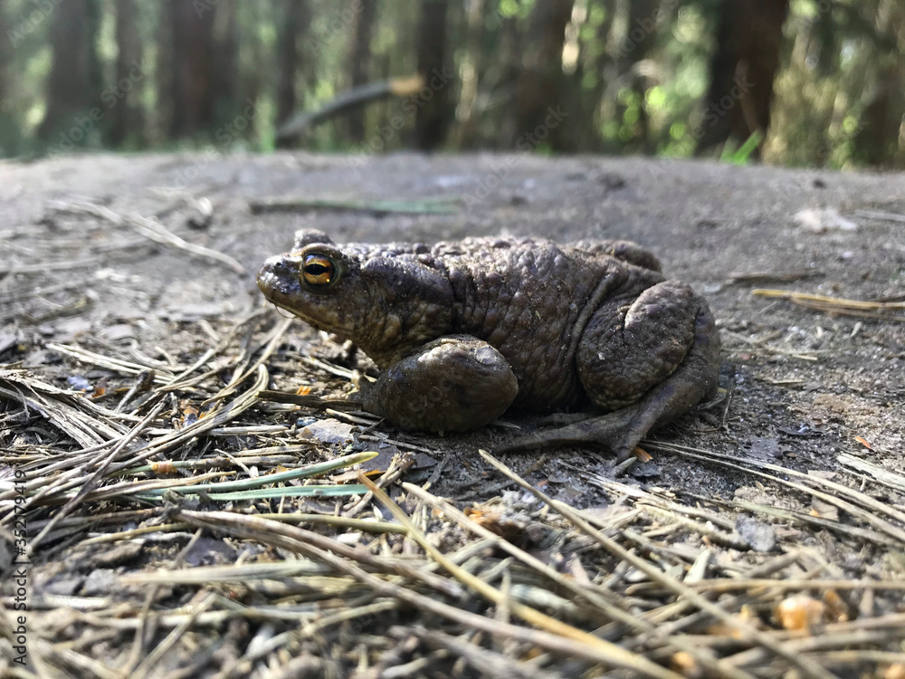 frog close up. A frog in the forest sits and croaks frog close up. A frog in the forest sits and croaks