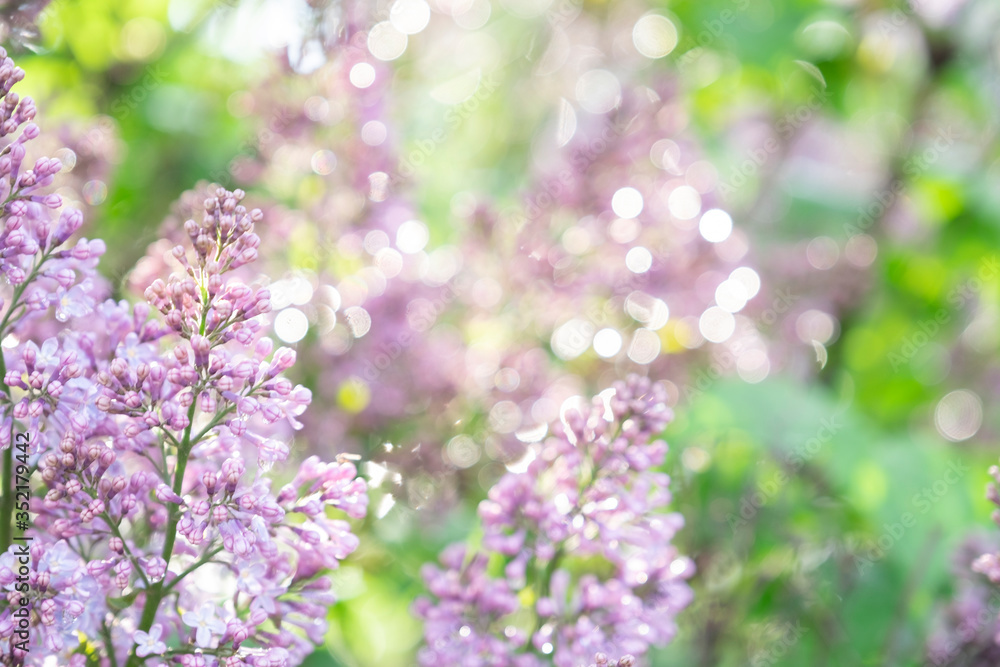 Lilac blossom in sunny spring may day. Background image with space for text Lilac blossom in sunny spring may day. Background image with space for text